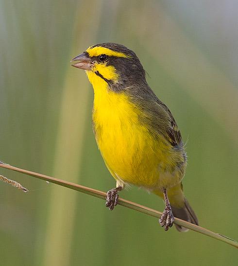 Yellow-fronted Canary